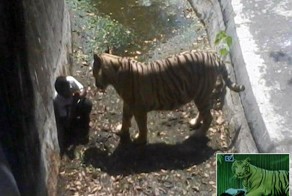 Тигр загрыз человека в индийском зоопарке