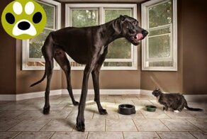 Самая высокая собака в мире. Дай Лапу 