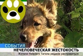 Изверги изуродовали собаку. Дай Лапу 