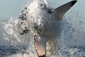 Акула на охоте