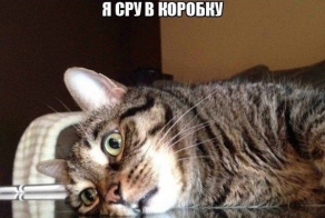 Картинки со смешными подписями