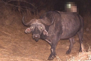 Скрытая камера в Африке засняла автостопщика