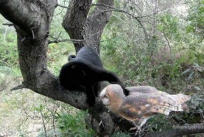 Необычная дружба  кота и совы