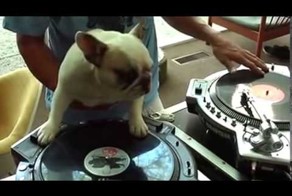 Французкий бульдог по кличке Dj MAMA