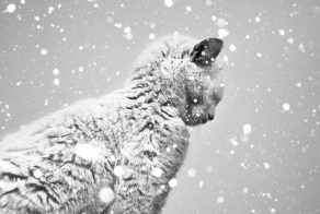 15 волшебных черно-белых фотографий