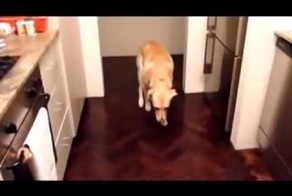 Провинившиеся собаки