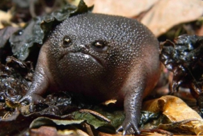 Животные, о которых вам не рассказывали