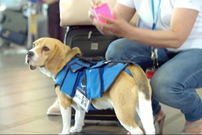 В аэропорту Амстердама появилась новая профессия для собак