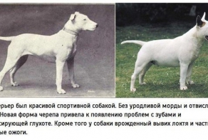К чему привели 100 лет “улучшения” породистых собак