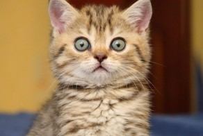 Удивленный взгляд котов ))))