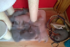 После сражения...