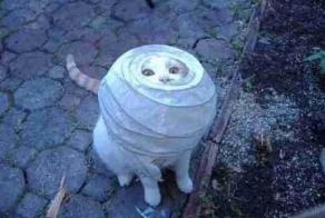 Коты, которые застряли