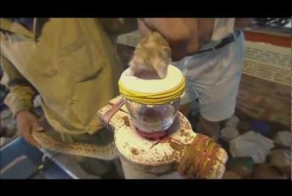 Одна капля змеиного яда попадает в стакан с кровью. Эффект невероятный