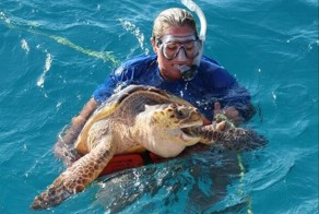 Рыба фугу против морской черепахи 