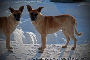 Я и моё второе я