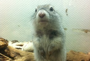 Ярославский зоопарк. Взгляд жителя Санкт-Петербурга.