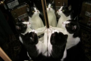 Котоспиритизм