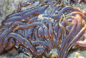 Самое длинное в мире животное