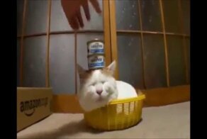 Подборка Забавных животных | Compilation of Funny Animal 2014