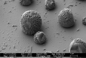 Продолжение поста про увеличенные предметы под микроскопом