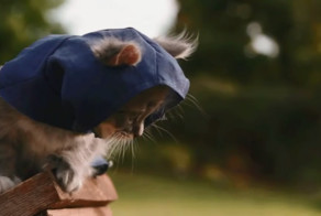 Котята-ассасины