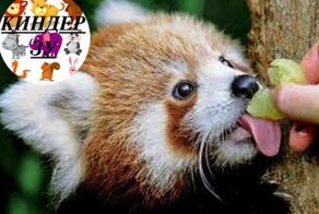 Кто такие красные панды?