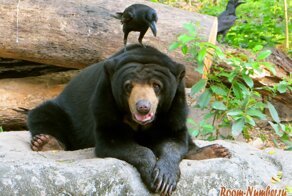 Медведь спас ворону, упавшую в его пруд