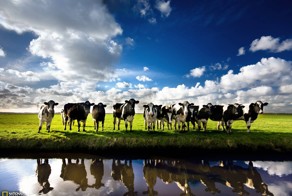 Задача. Про коров