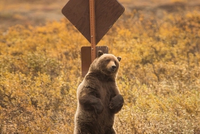 Лучшие фотографий животных из Instagram’а National Geographic