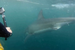 Подводный визит