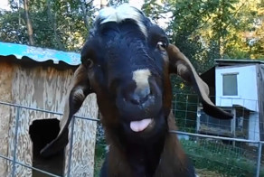 Длинноухий козел