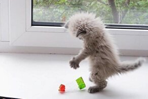 Энергичный котенок