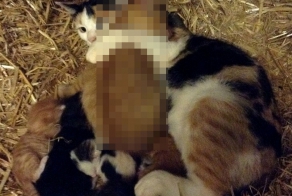 Материнская любовь)