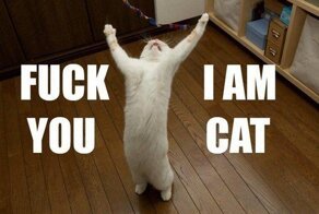 Смешные кошки и котята