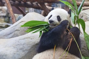 Рождение маленькой панды