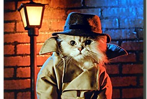 Котэ - гении шпионажа