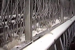 От фермы к холодильнику