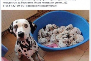 Срочно требуется помощь! Или о разводах кроликов
