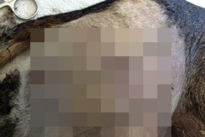 Студент ветеринарного факультета сделал из собаки «валентинку»