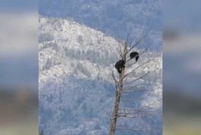 Медведи влезли на одинокое дерево