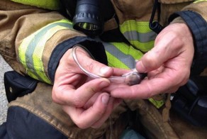 Пожарные спасли хомячков при помощи кислородных масок