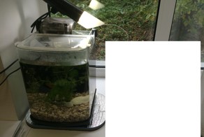 Спасение рыбки