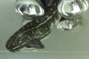 Питон может попасть к вам в дом откуда угодно