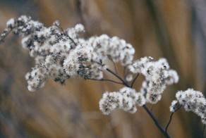 Жульен Дувье: живые фотографии