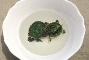 Трехмерные изображения животных