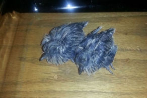 Птенцы, выпавшие из гнезда 