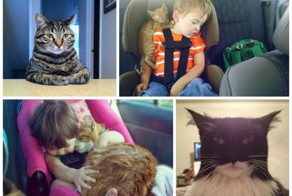 Пост кошачьей славы