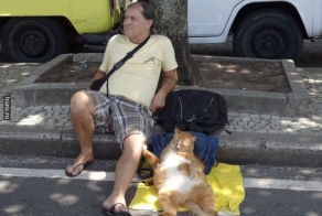 Коты, которые постигли искусство полного расслабления