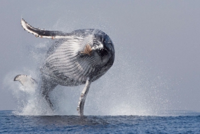 А теперь горбатый!