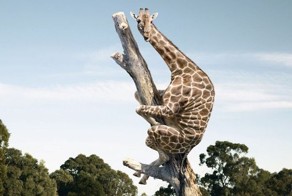 Оценка умственных способностей